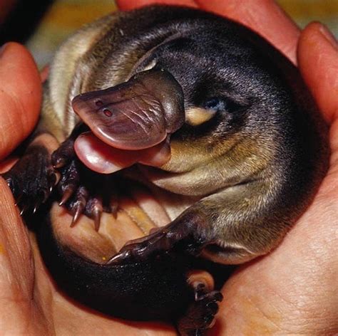 Baby platypuses are called puggles :) : r/aww