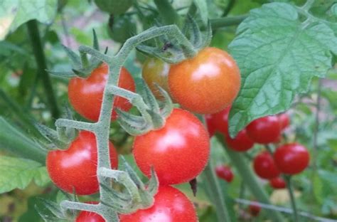 13 Best Tasting Cherry Tomatoes To Grow In Your Garden