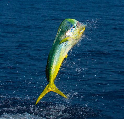 Mahi Mahi Fish Picture - Asesores