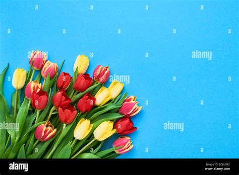 Ramo de tulipanes rojos y amarillos sobre fondo azul. Día de las madres, día de San Valentín ...