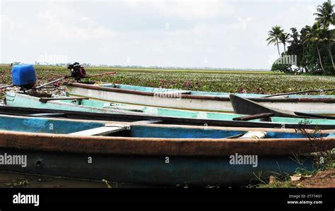 Colorful tourist boats parked at water lily field, Malarikkal, Kottayam, Kerala, India Stock ...