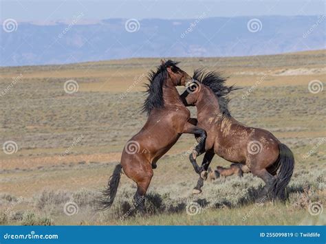 Wild Horse Stallions Fighting in Wyoming Stock Image - Image of horses, sparring: 255099819