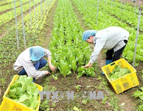 Phát triển nông nghiệp hữu cơ - Bài 1: Nhiều mô hình hiệu quả | baotintuc.vn