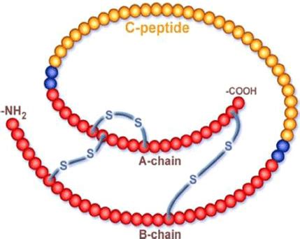 Structure of pro insulin showing C-peptide and the A and B chains of ...