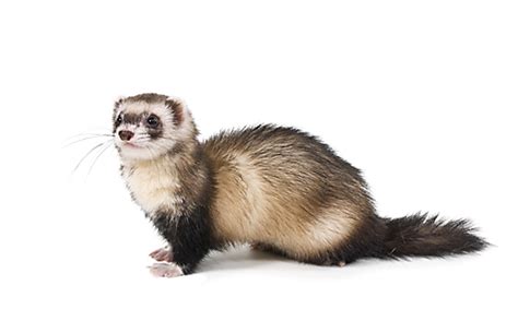 Facts About Weasels | Weasel Facts | Havahart®