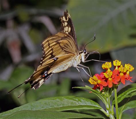 The Gray Gallery / Nature through the lens: Butterfly proboscis (macro)