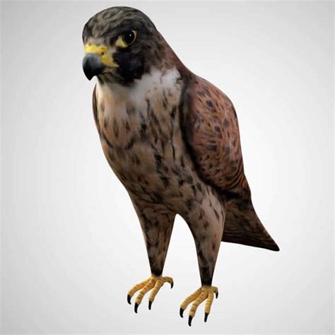 Falcon 3D Model Rigged and Low Poly Game ready - Team 3d Yard