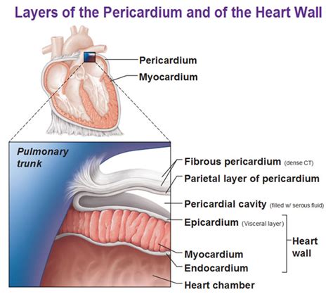 Layers of the Pericardium, Heart Wall and Spiral Arrangement