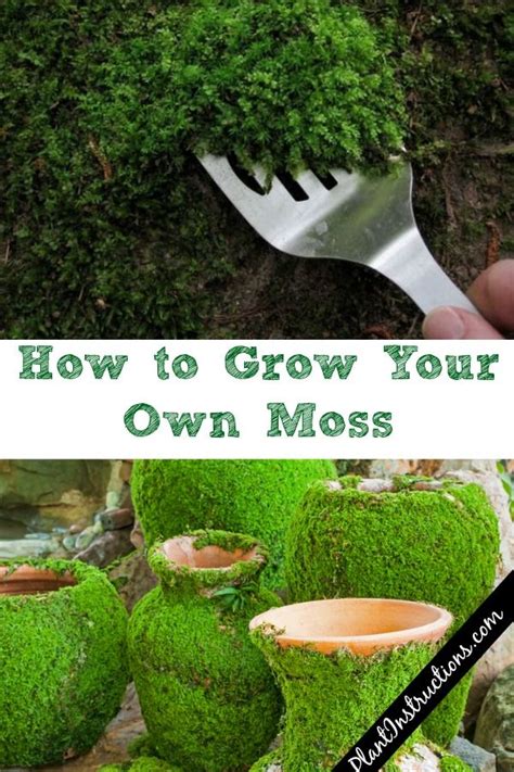 How to Grow Your Own Moss | Moss garden, Moss plant, Growing moss