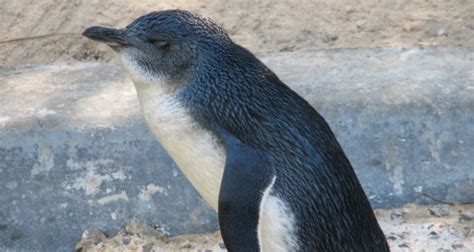 Little Blue Penguin (Eudyptula minor) - BioExpedition