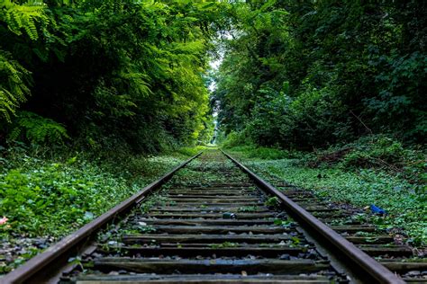 Railway Surround by Trees · Free Stock Photo