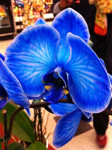 Blue orchid | Blue orchids, Flowers and meanings, Orchids