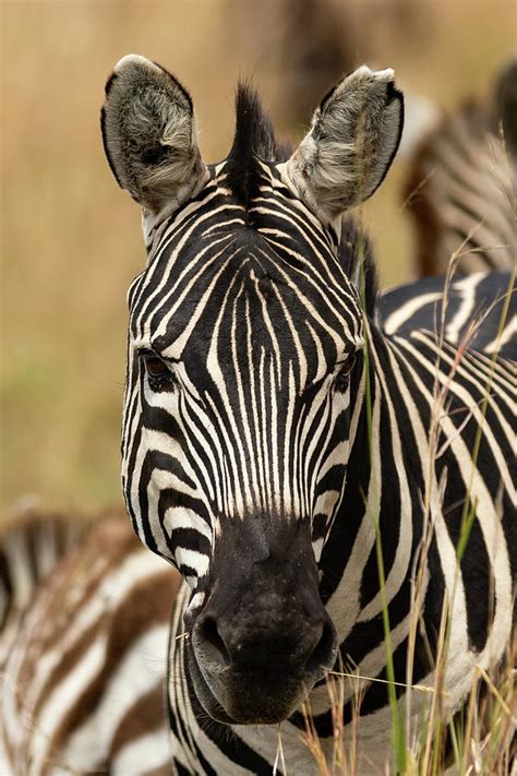 Zebra Close Up Photograph by Jim Allsopp - Pixels