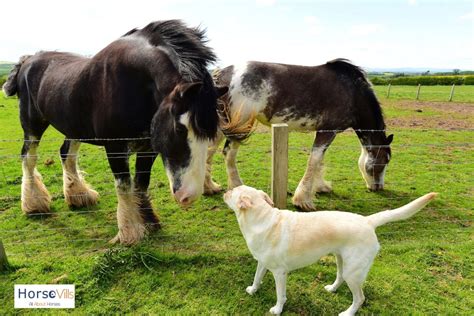 Clydesdale Horse Breeds: Are They Good for Riding? (W/ Pictures)