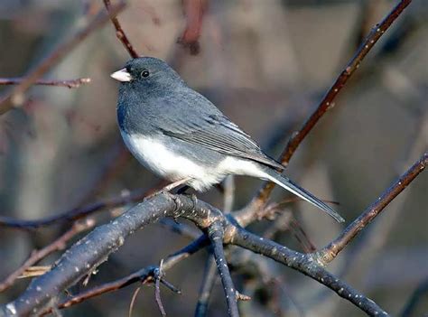 Common GBBC Birds | Audubon Pennsylvania