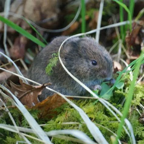 Field Vole - Facts, Diet, Habitat & Pictures on Animalia.bio