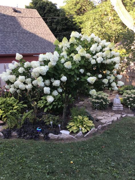 Limelight Panicle Hydrangea Pruning | Decoratingspecial.com