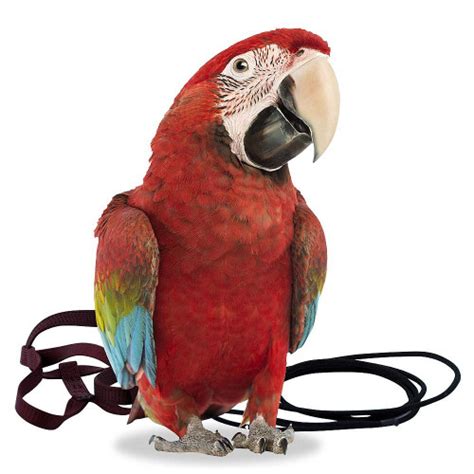 The Aviator Parrot Harness - XLarge