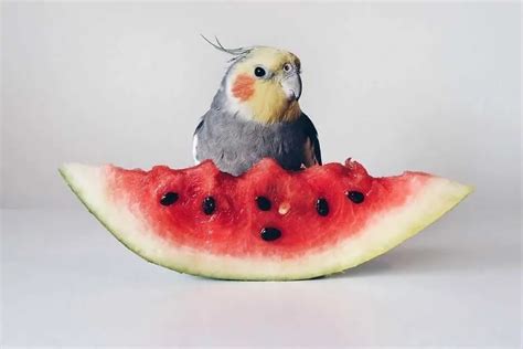 Can Cockatiels Eat Watermelon? (What About Rind And Seeds?)