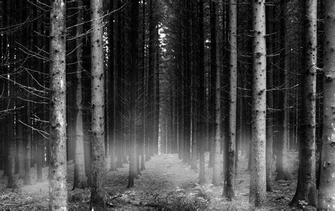 After Dark Photo: dark forest | Forest wallpaper, Dark forest, Dark wallpaper