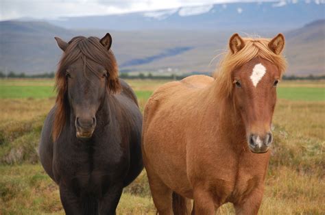 File:Icelandic Horses, Borgarnes, Iceland.jpg - Wikimedia Commons