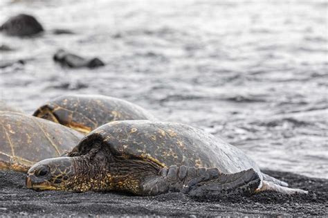 USA, Hawaii, Big Island, Green Sea Turtles on Punalu'u Black Sand Beach ...