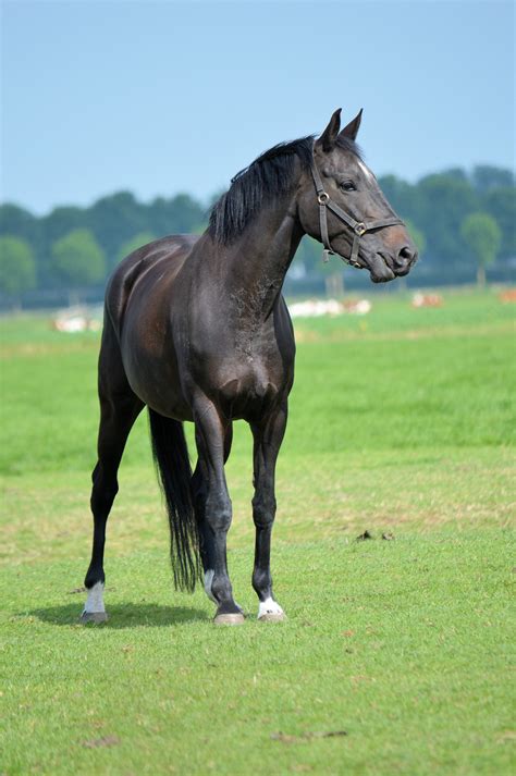 Black Horse Free Stock Photo - Public Domain Pictures