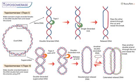 Topoisomerase – Definition, Types, Structure, and Functions