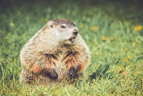 Where Do Woodchuck Live? - A-Z Animals