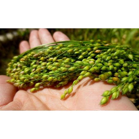Proso Millet Seeds (Panicum miliaceum) - Fiyat: €1.25