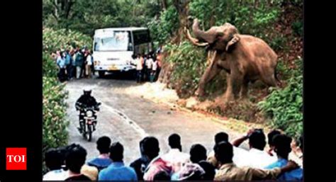 Kerala: 40 killed in wild elephant attacks in 11 years in Idukki | Kochi News - Times of India