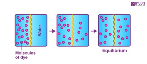 Illustration Biology Dynamic Equilibrium Diffusion That, 45% OFF