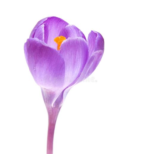 Purple crocus flower stock image. Image of background - 13509693