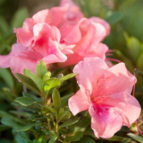 Encore Azalea 1-Gallon Pink Azalea Flowering Shrub in Pot in the Shrubs ...