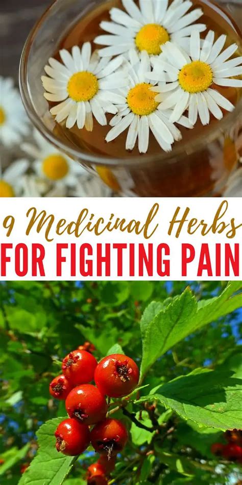 9 Medicinal Herbs For Fighting Pain - SHTFPreparedness