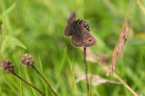 Gatekeeper Butterfly - Free photo on Pixabay - Pixabay