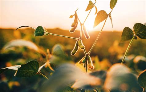 China Gives Greenlight to Genetically Modified U.S. Soybean Varieties - U.S. Soy