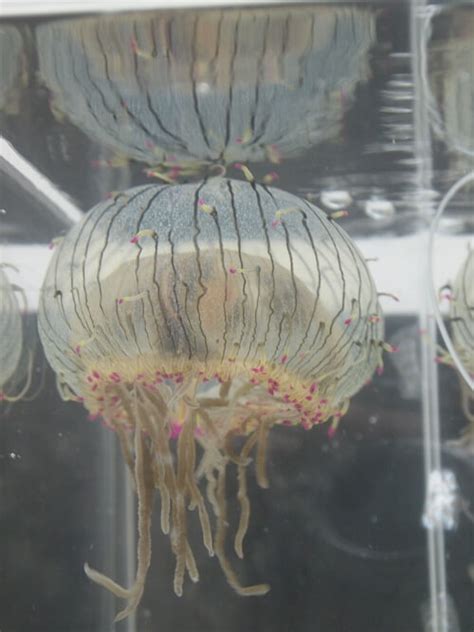 Flower Hat Jellyfish | Olindias Formosa | Exotic Aquaculture