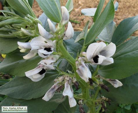 Vicia faba (Broad Bean) : MaltaWildPlants.com - the online Flora of the ...