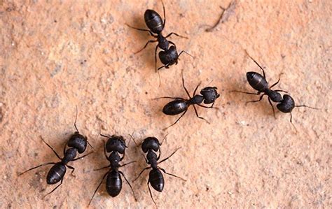 Blog - Here's A Quick Way To Tell If You Have A Carpenter Ant Problem In Your Dallas Home