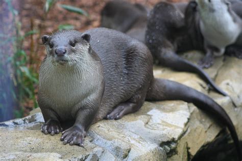 La nutria lisa (Lutrogale perspicillata) | Carnivoros, Lisa