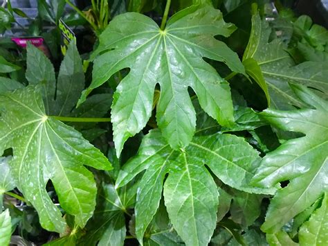 Fatsia japonica, Japanese Aralia. Great indoor plant. | Brenlissa ...