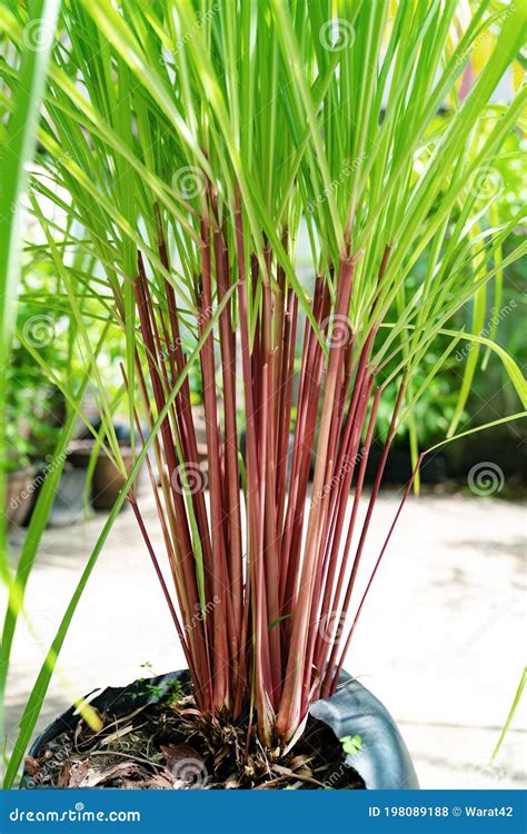 Green Leaves Pattern of Cymbopogon Nardus in the Garden Stock Photo - Image of citronella, herb ...