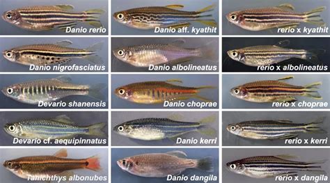 Zebrafish Rock! on Twitter: "With more Danio species being described ...