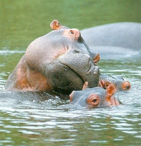 Hippopotamus, Hippo facts, Hippo pictures