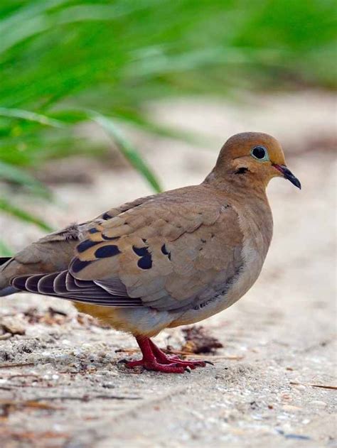 Symbolism of Mourning Dove: 20 Spiritual Meanings