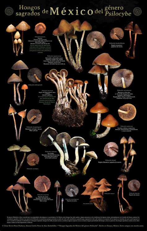 Magic mushrooms of Mexico. Psilocybe genre. : r/coolguides