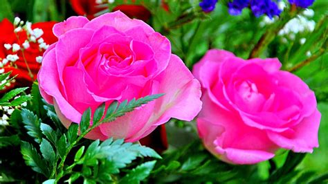 🔥 Download Rose Flowers Desktop Wallpaper Gallery by @pbarrett | Rose Flower Wallpapers For ...