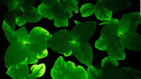 Scientists create glow-in-the-dark plants - CNN