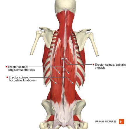 Confesión flauta lana paravertebral muscles anatomy Violar Cabra corrupción